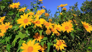 Mùa dã quỳ thắp lửa