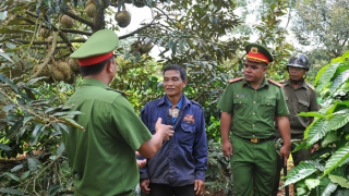 Xử lý nghiêm những thương lái bất chấp pháp luật trong mua bán sầu riêng
