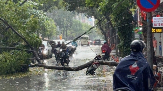 Cây xanh bật gốc trong mưa, đè trúng người đi xe máy