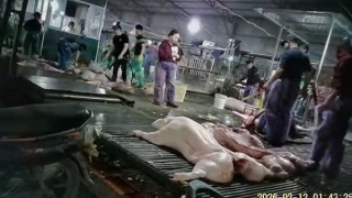 Kiểm tra chuyên đề hoạt động giết mổ trên phạm vi toàn quốc