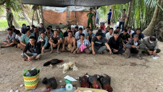 Triệt xóa sòng gà lớn ở An Giang