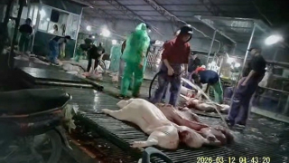 Ai chịu trách nhiệm để lợn bệnh vào bữa ăn của người tiêu dùng?