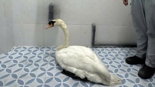 Khởi tố đối tượng đột nhập Thảo Cầm Viên ôm thiên nga trắng đi bán