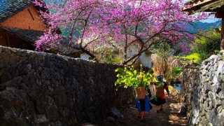 Ta như Nguyên đán của nhau