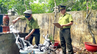 Cơn sốt “muội hồng”: Thú chơi tiềm ẩn những hệ lụy pháp lý