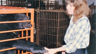 Người phụ nữ Anh với hành trình 20 năm giải cứu gấu ở Việt Nam