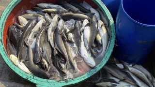 Cá bớp nuôi ở đảo Lý Sơn chết hàng loạt chưa rõ nguyên nhân