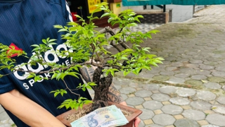 Cây rừng vô danh trở thành cơn bão đầu cơ