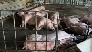 TP Hồ Chí Minh: Quyết liệt cuộc chiến chống “thực phẩm bẩn” từ cửa ngõ đến bàn ăn