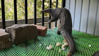 Người dân bất ngờ phát hiện tê tê java bò vào nhà