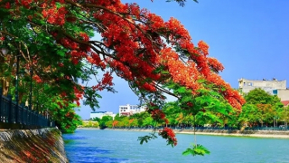 Tam bạc