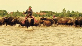 Liên hoan phim châu Á - Đà Nẵng 2026: Xây dựng"điểm đến điện ảnh" uy tín, hấp dẫn