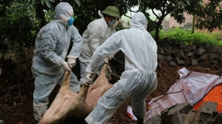 Nguy cơ dịch lở mồm long móng chủng mới xâm nhập vào Việt Nam