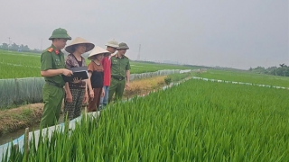 Báo động tình trạng dùng điện bẫy chuột khiến người mất mạng