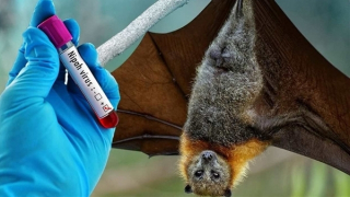 Thế giới cảnh giác với virus Nipah