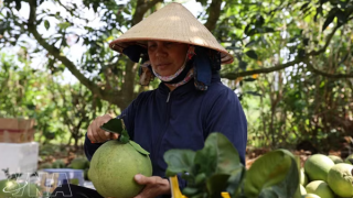 Vietnamese pomelos gain broader access to Australian market