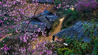 Xuân trên bản