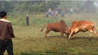 Chọi bò - nét văn hóa đặc sắc của người Mông