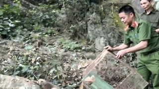 Công an các địa phương liên tiếp giải cứu, tái thả hàng trăm cá thể động vật hoang dã