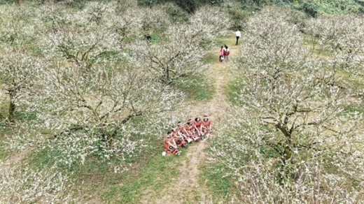 Hoa mận nở sớm trên cao nguyên Mộc Châu