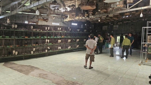 Phát hiện xử lý nhiều cơ sở nuôi nhốt, buôn bán chim hoang dã trái phép
