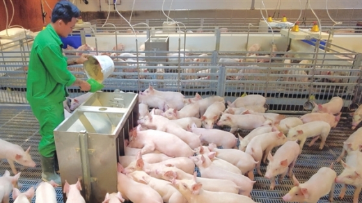 Nguồn cung thịt lợn đủ đáp ứng nhu cầu Tết Nguyên đán