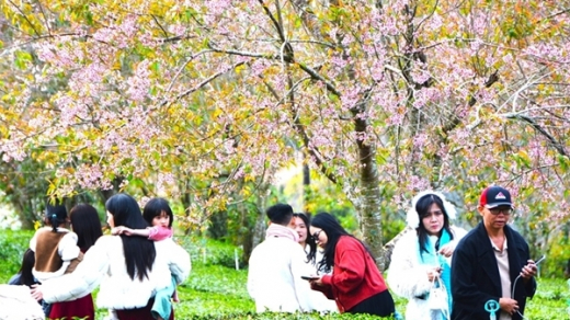 Du khách chen chân ngắm mai anh đào Đà Lạt nở rộ