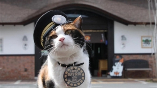 Chú mèo làm lãnh đạo ga tàu ở Nhật