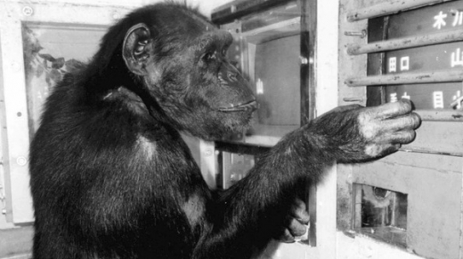 Tinh tinh “thiên tài” ở Nhật Bản qua đời