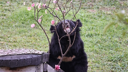 Tết của những chú gấu may mắn ở Vườn quốc gia Bạch Mã