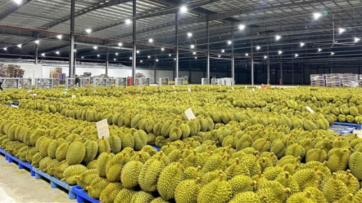 Giá sầu riêng tăng vọt, lập kỳ tích xuất khẩu 10 tỷ USD