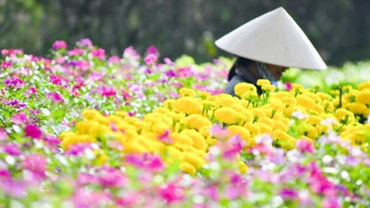 Làng hoa Vạn Thành, ngày ấy - bây giờ