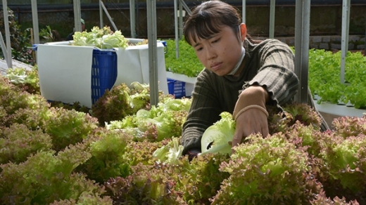 Nghịch lý nông sản Đà Lạt giữa mùa Tết