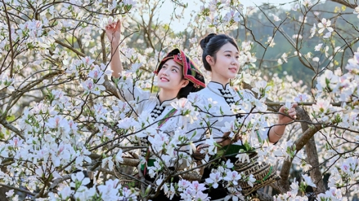 Thiếu nữ dân tộc Thái tạo dáng, “đọ sắc” trước hoa ban