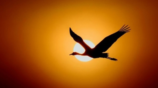 Anh như con hạc đầu đình