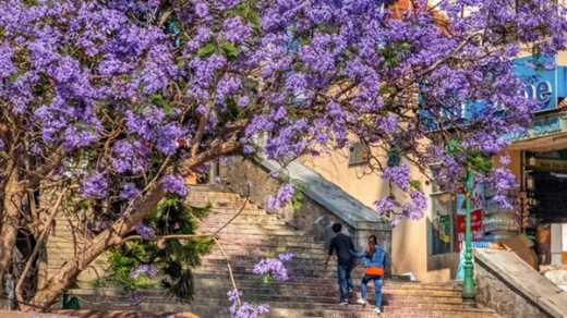 Đà Lạt mùa phượng tím say lòng lữ khách