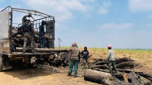 Xác minh nguồn gốc số lượng lớn củi rừng tập kết ở vùng giáp ranh