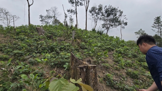 Phá hơn 4.000m² rừng phòng hộ, hai anh em bị phạt gần 150 triệu đồng