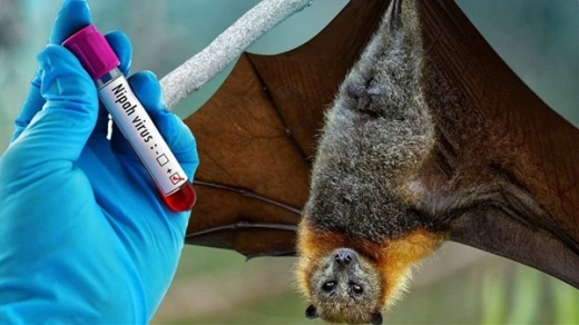 Thế giới cảnh giác với virus Nipah