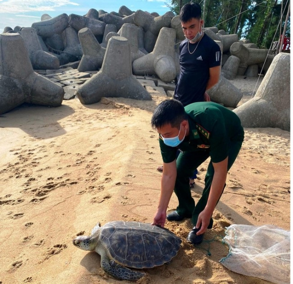 Rùa biển quý hiếm mắc lưới ngư dân được thả về biển -0