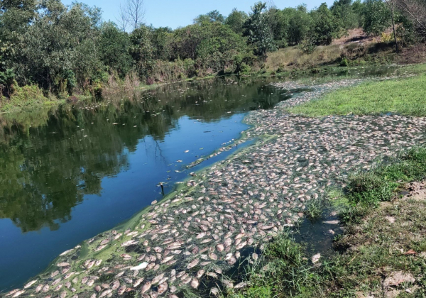 Cá ở ao hồ gần khu công nghiệp Phong Điền chết chưa rõ nguyên nhân -0