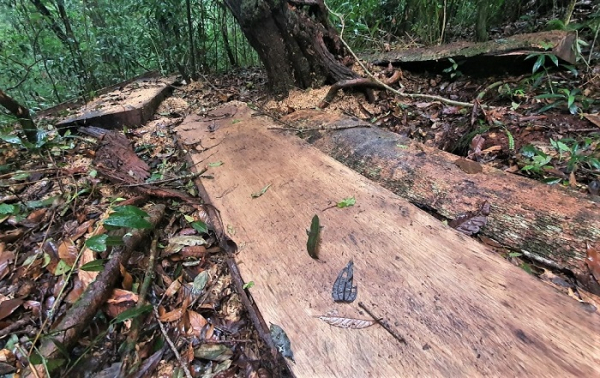 Khởi tố vụ án phá rừng nguyên sinh ở Lâm Đồng -0