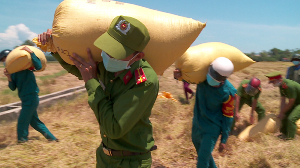 Công an Đà Nẵng giúp nông dân thu hoạch lúa chín vụ trong ngày giãn cách  -0