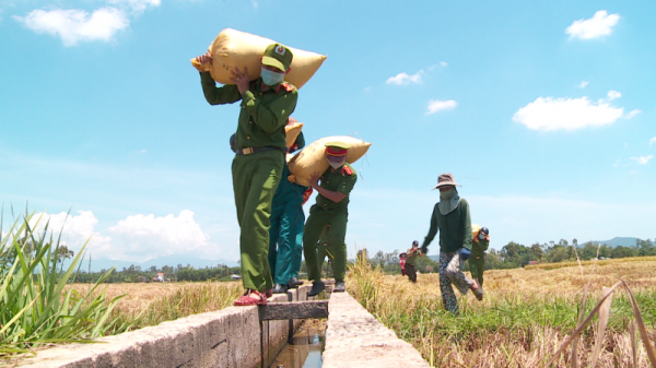 Công an Đà Nẵng giúp nông dân thu hoạch lúa chín vụ trong ngày giãn cách  -1