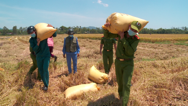 Công an Đà Nẵng giúp nông dân thu hoạch lúa chín vụ trong ngày giãn cách  -0