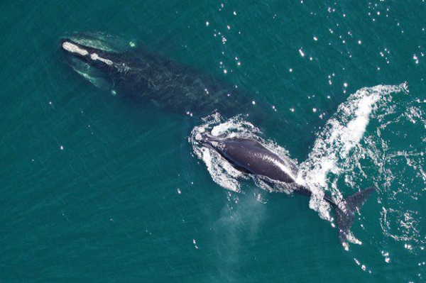 Liệt cá voi trơn Bắc Đại Tây Dương vào danh sách 