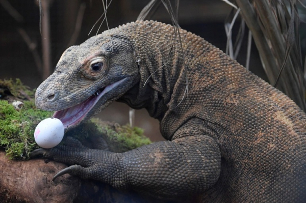 Rồng Komodo ở Indonesia có nguy cơ tuyệt chủng  -0