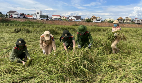 Công an giúp dân thu hoạch lúa trong vùng dịch -0