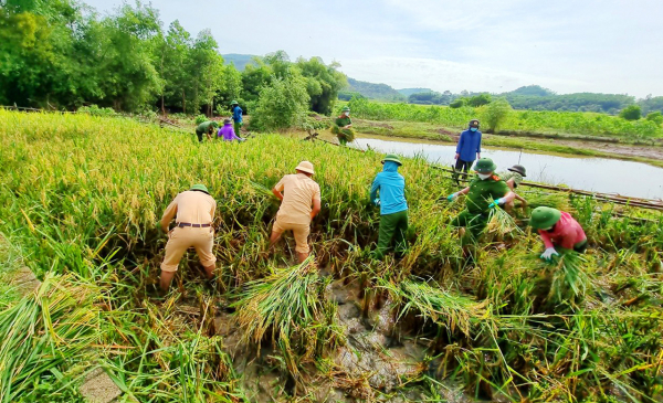 Công an giúp dân vùng dịch gặt lúa tránh bão -0