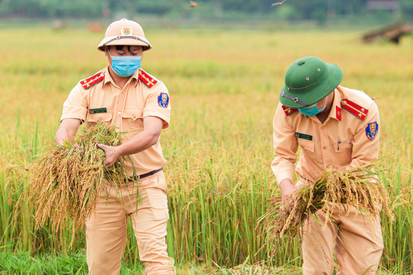 Công an huyện Hương Sơn giúp dân thu hoạch lúa chạy bão số 5 -0